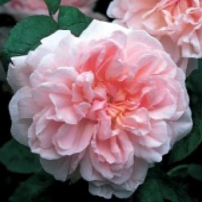 'Pure organic perfumery and aromatic silk scarves created by Rosemary Moore a designer of textiles, fashion and sacred gardens.