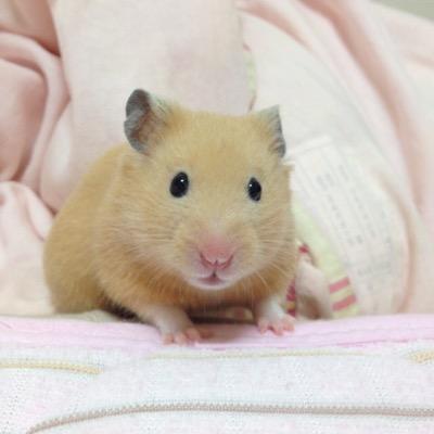 人見知り茶畑ノフ。ヲタ活はしばらく茶の間。多方面にオタク、呟き頻度も低め。ももクロ/モノノフ/タマノフ/ももたまい/ハムスター/キンクマ/ふなっしー/しゃち→なお･ハル/KAT-TUNド新規上田担/二次元は🎾🎤🚅