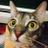 Shepp67's profile image
