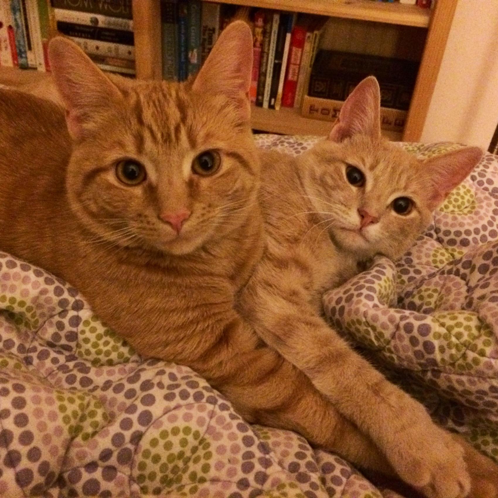 Likes: stealing roommate's things, pulling books off shelves, biting human toes, sprinting through apartments, general chaos.