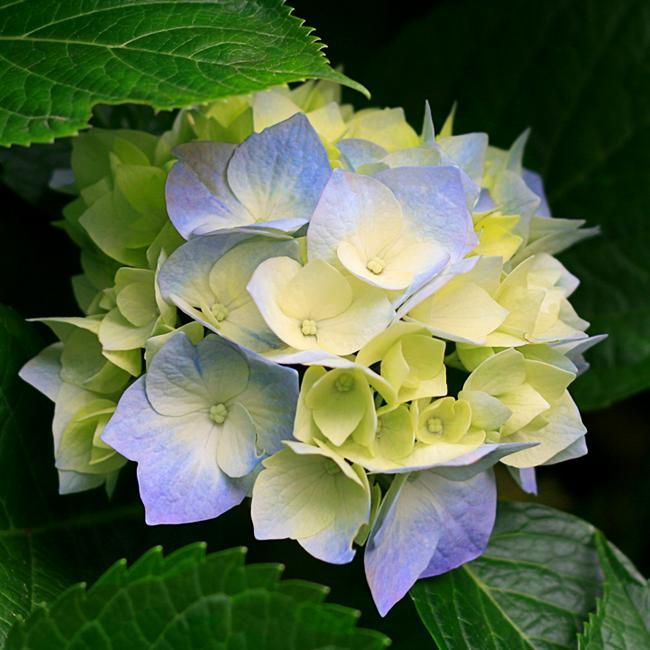 Hareetashwa's profile picture. 