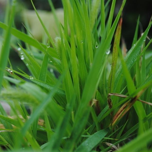 high quality and competitive price ---landscaping grass, leisure grass , sports grass and grass yarn, etc.
