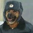 ветеринар (Veterinarian)