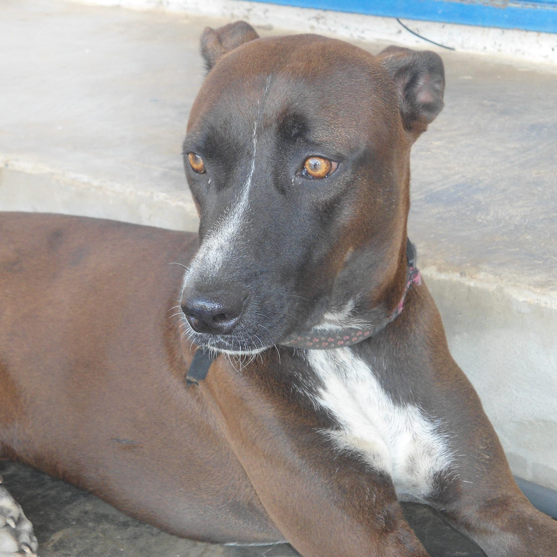 SERE LA VOZ DE LOS PERROS SIN TECHO