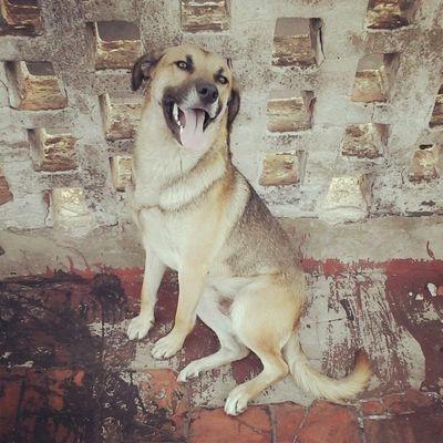 amo a la naturaleza pero no estoy henamorado de ella amo a los animales y a mi noviaaa