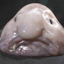 I'm a small fish in a big sea and i just happen to be ugly. follow me