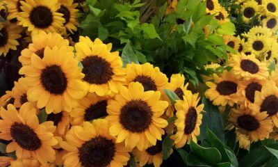 Fairy0825T's profile picture. 音楽、お芝居、美術館、博物館、鉄道、旅・・・観たり乗ったり参加したり。自分は全く表現ベタです😅ほぼほぼ投稿はしてなくて読むばかりですが、よろしくお願いいたしますm(_ _)m