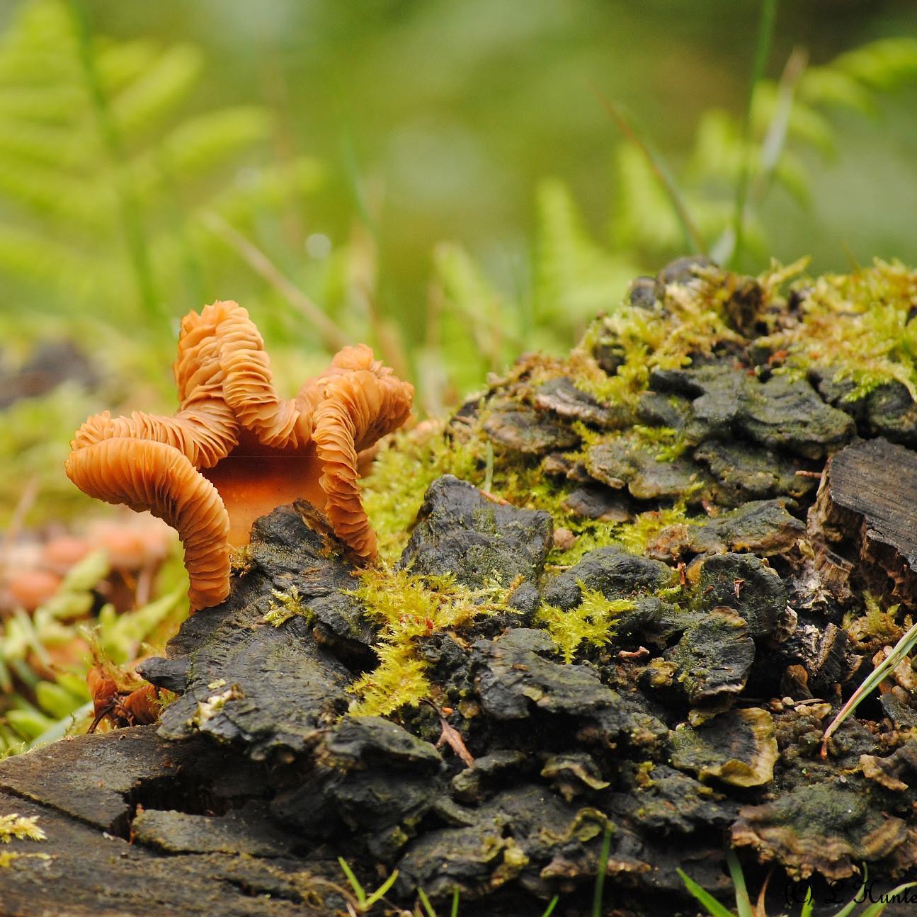 Myco_Mania's profile picture. Welcome to UK Fungus Pictures. I photograph fungus/fungi around the UK and sometimes from abroad. Based in Scotland. Share yours or enjoy mine. Enjoy. :)
