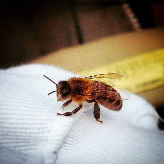 ebka1919's profile picture. Eastbourne Beekeepers Association. Stay in touch with the latest news.