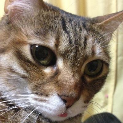 かすてらさんのプロフィール画像