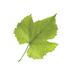 Compra-vino (@compravino_es) Twitter profile photo