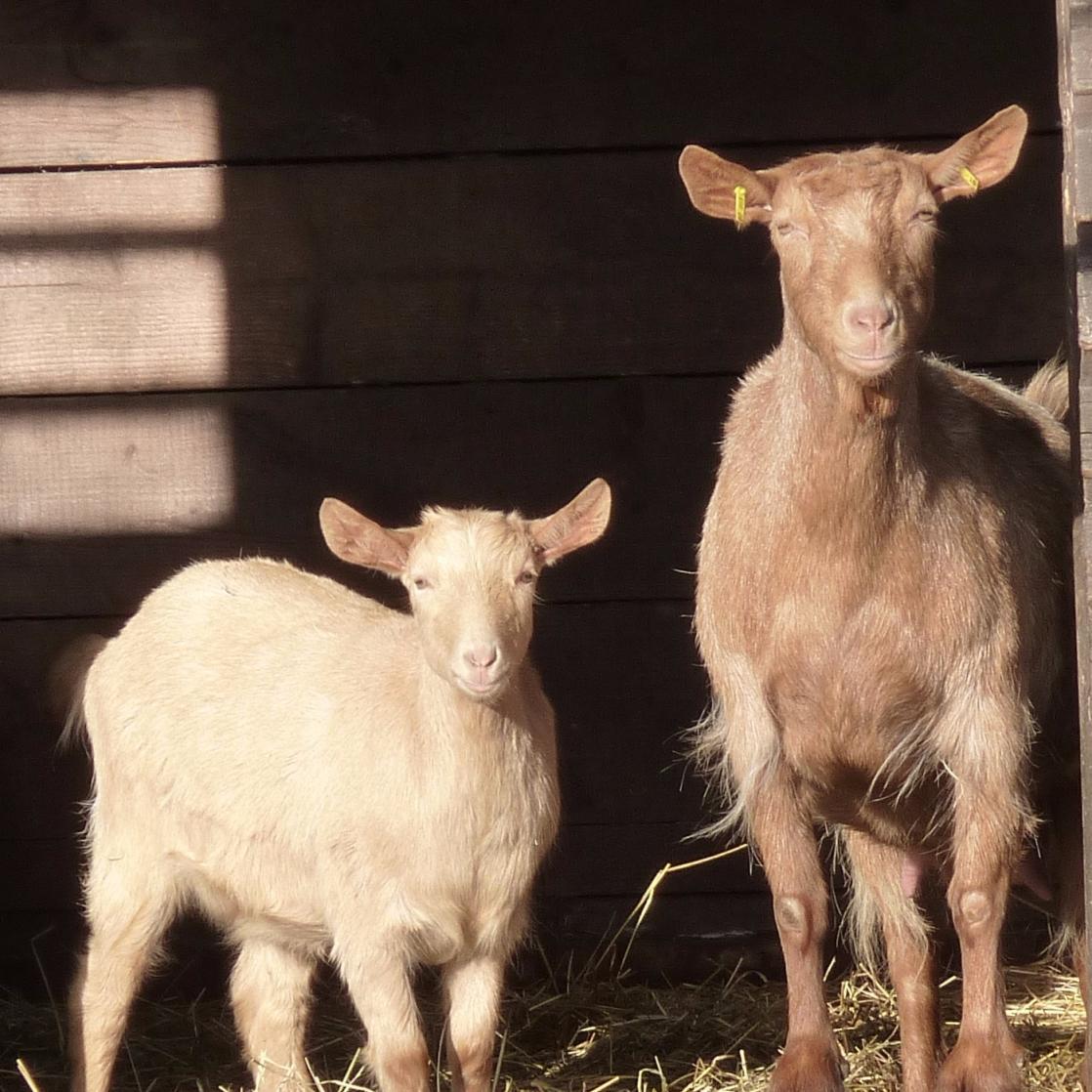 maycottagesoaps's profile picture. Handmade soap using the fresh milk from my own goats. Natural and kind to the skin. Please visit  my website and Facebook page. Keep up with the goats news!