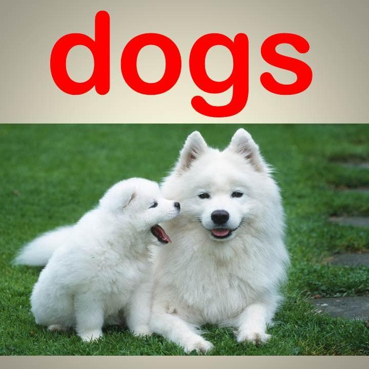 Hereaboutdogs's profile picture. 