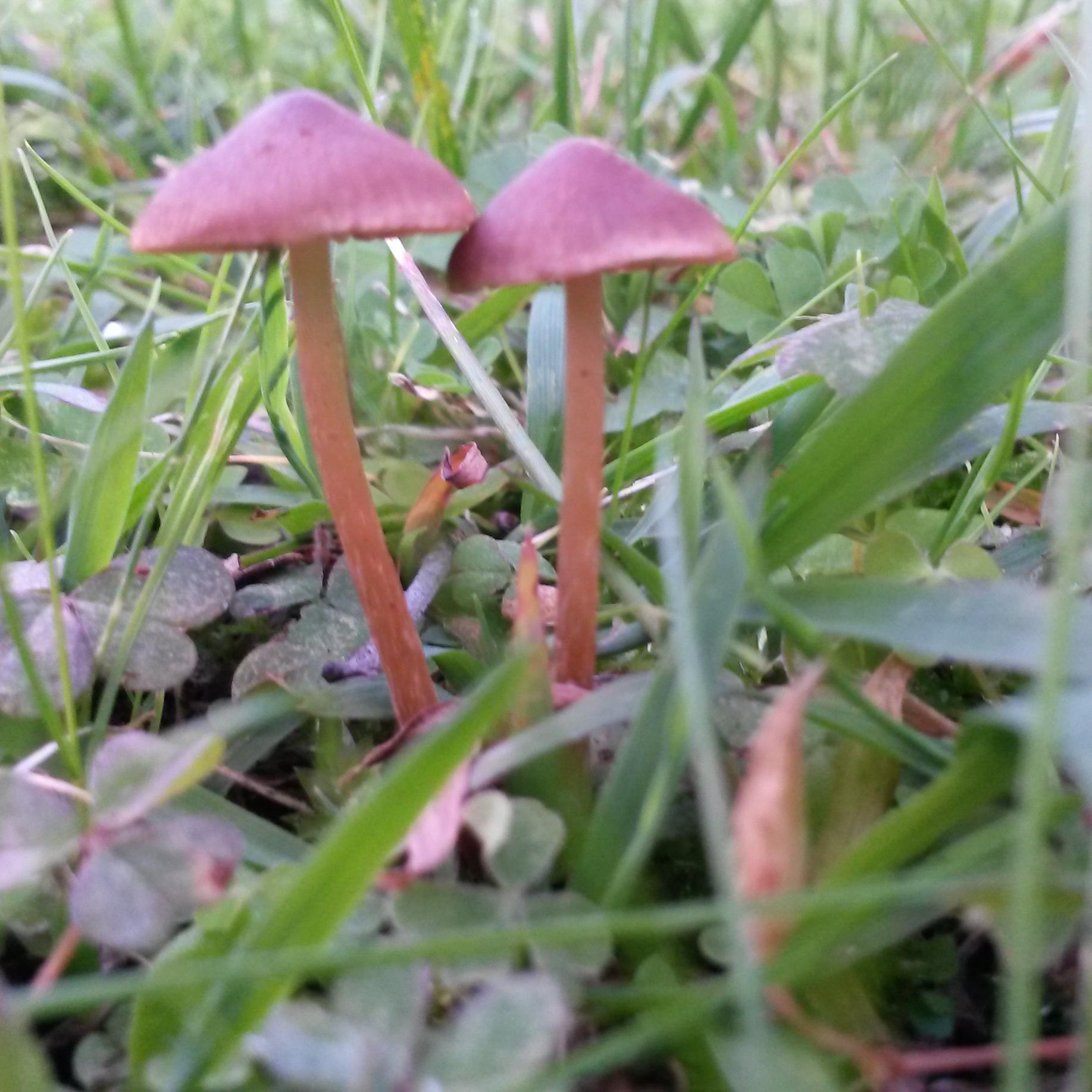 29, neurodivergent, queer, really likes mushrooms. She/they. 
日本語OK