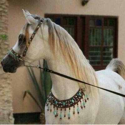 الهم احفظ سوريا واهلها من گـِْ♡̨̐ـِْلِْ مكروه ☀️ تابعني اتابعك تلغي المتابعة الغي المتابعة ❤️ عندي برنامج يكشف كل واحد يلغي المتابعة❤️