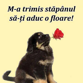 dodocpetru's profile picture. dodocpetru@gmail.com