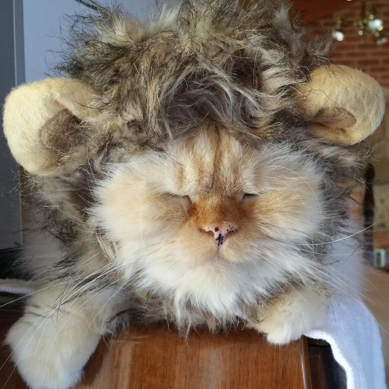 Zandathecat's profile picture. Travel Blogger, Actor, Promotional Model, Therapy Cat & Alzheimer's Advocate #TravelCat #FundraisingCat Business enquires contact: Zanda.thecat@hotmail.com