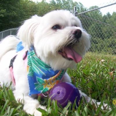 ann_sechrest's profile picture. 