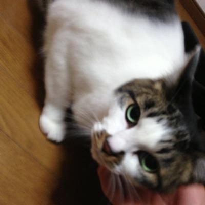 ハマってます。