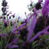BiblioBiologiaUsal (@bibliobiousal) 's Twitter Profile Photo