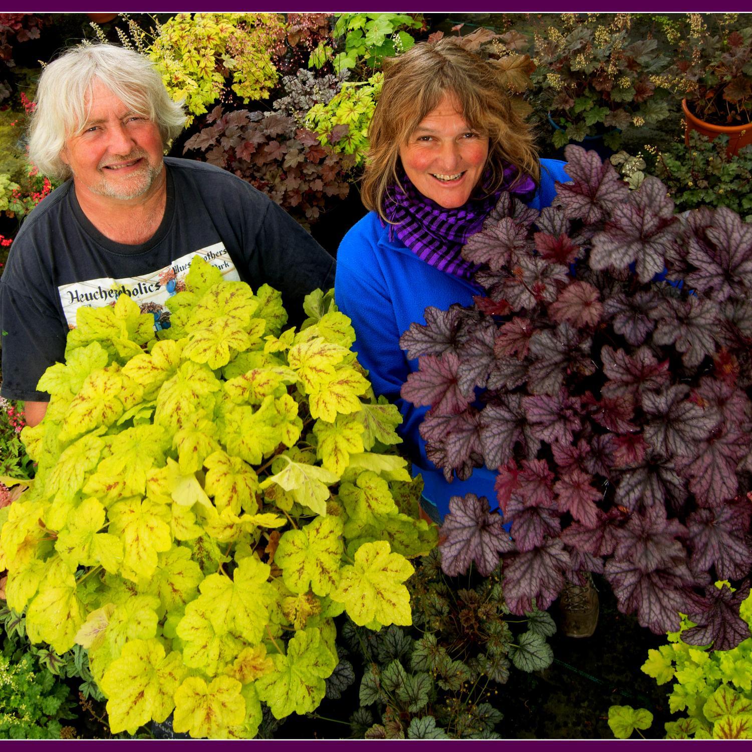 Specialising in Finest quality Heucheras,xHeucherellas,Tiarellas in the land Chelsea Gold Medal winners Buy on line anytime ! See us at shows, Visit the Nursery