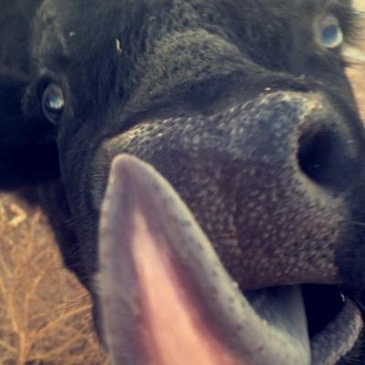 TKaZe_Storm's profile picture. I am just learning how to trickshot so right now all shots are setups. (Most Shots) #goballsdeep