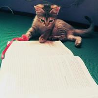 FiSebilillah/NiJERYA (@tuncvan) Twitter profile photo