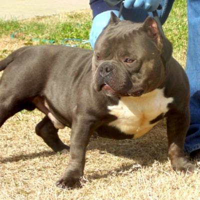 bullyornothing's profile picture. I do dogs