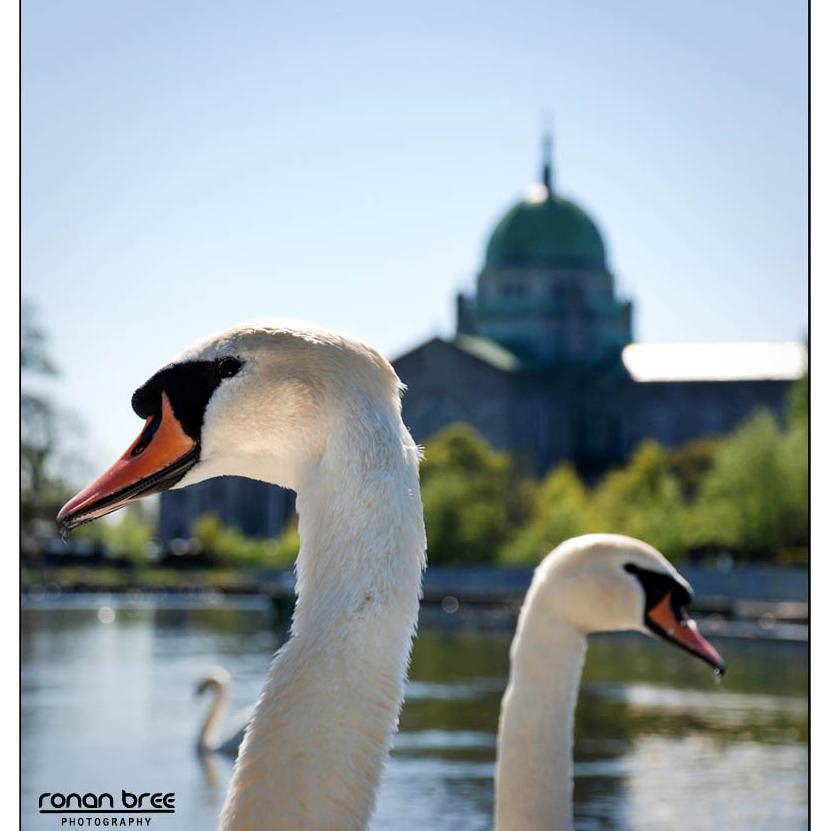Everything you need to know about biodiversity in Galway City and how to get involved!