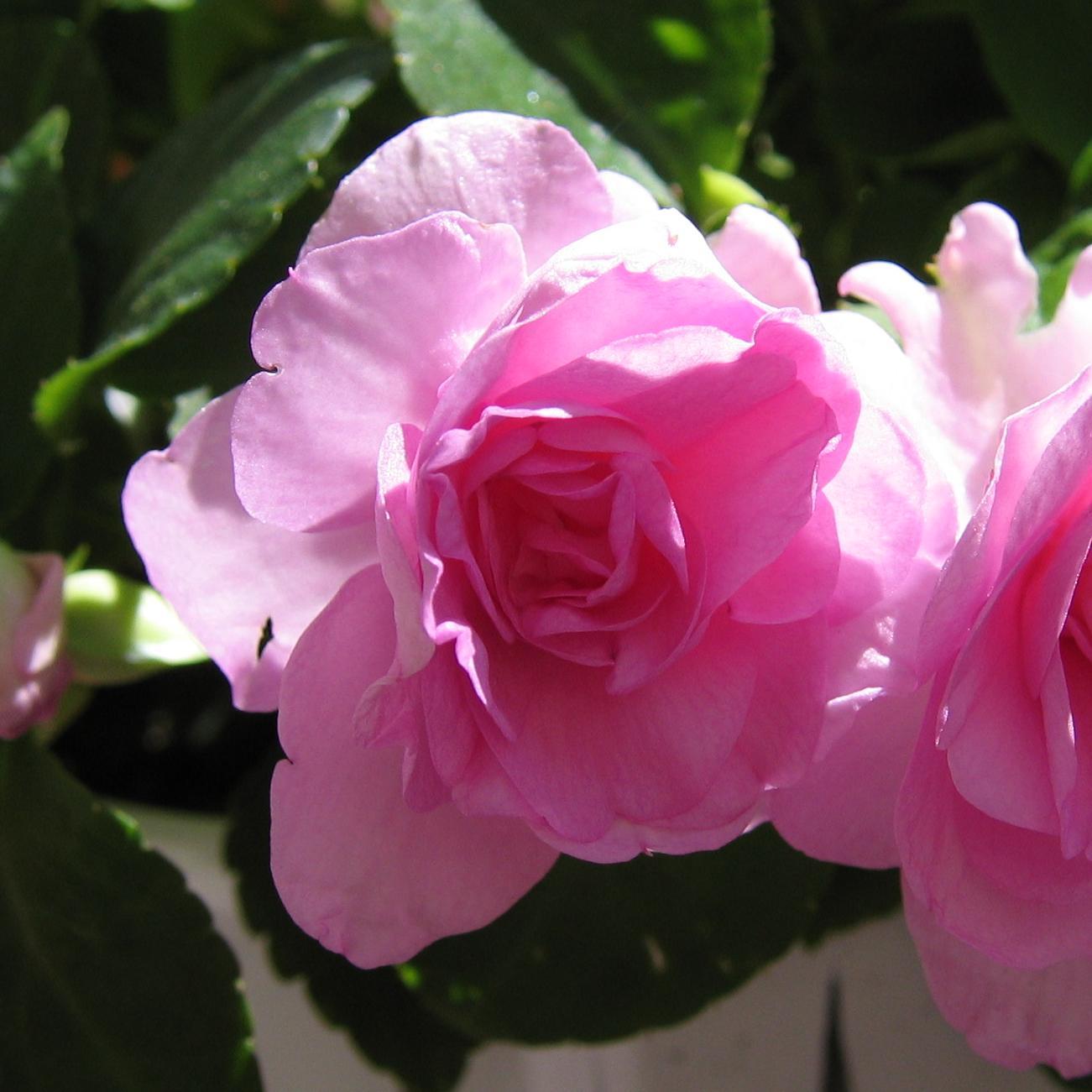 ''A thing of beauty is a joy for ever: 
Its loveliness increases; it will never 
Pass into nothingness'' - from Endymion by John Keats (1795-1821)