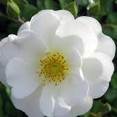 me gustan los paisajes hermosos y las flores.  #gumus #medcezir YAMAN