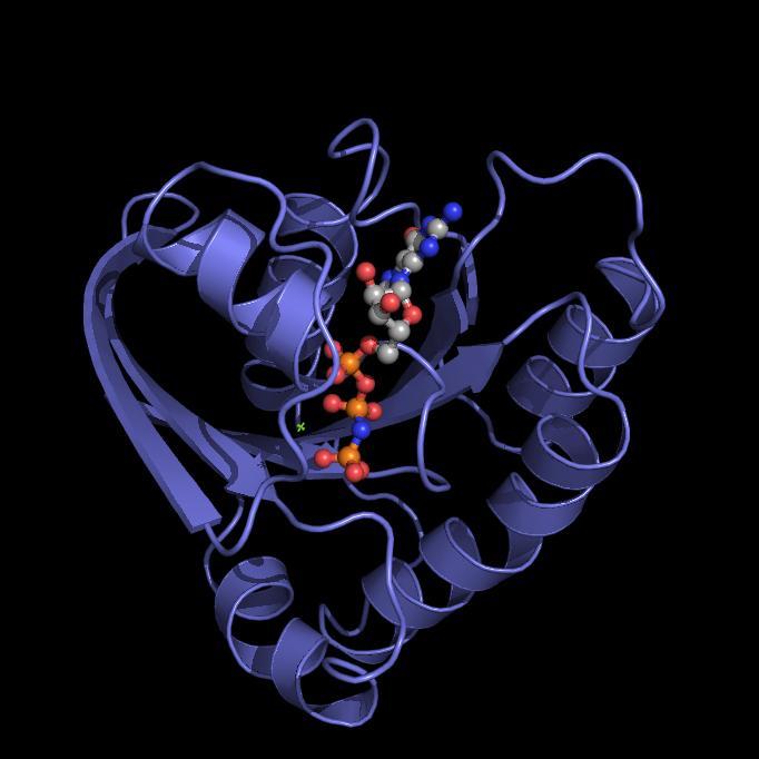 Our research focused on aberrant #Ras and Rho small GTPase signaling with the long-term goal of developing Ras and Rho inhibitors for #cancer treatment.