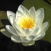 Lowimpact.org (LILI) (@lowimpactorg) 's Twitter Profile Photo Lowimpact.org (LILI) (@lowimpactorg) 's Twitter Profile Photo