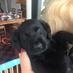 Monty the Dog (@marketmonty) Twitter profile photo