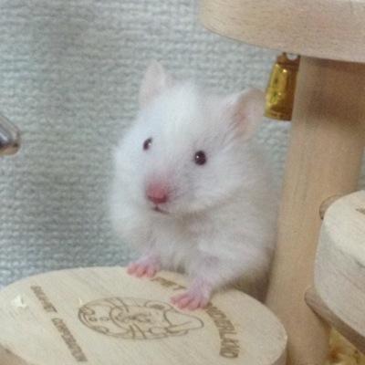 長毛ハムスターの☆ゆきみ☆です♪
無言フォローすいません!
ブログも書いてるので見てやってください^ ^
http://t.co/JbFSHWi2cd