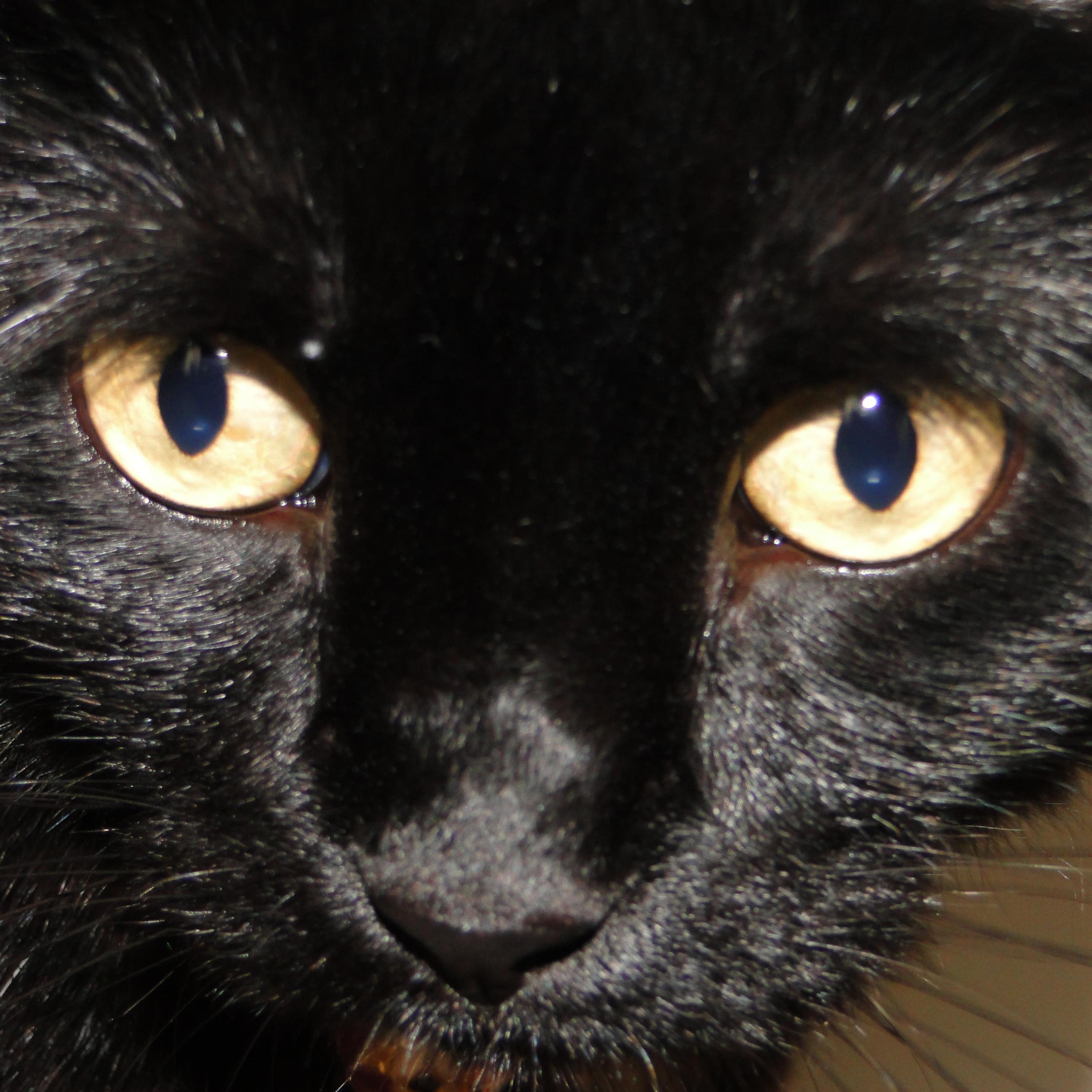 MollySees's profile picture. poetically inclined