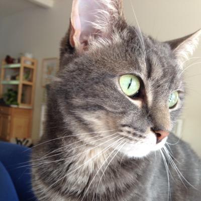 Profile Picture of Chandra Allen (@ChandraByTheSea) on Twitter