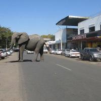 DK Tours Vic Falls (@dktoursvicfalls) 's Twitter Profile Photo DK Tours Vic Falls (@dktoursvicfalls) 's Twitter Profile Photo