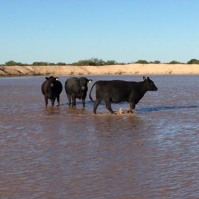 vacunoscuyanos's profile picture. Cria de Aberdeen Angus