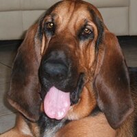 Dozer The Hound (@dozerthehound) 's Twitter Profile