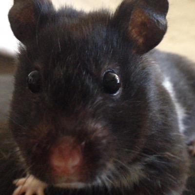 OffcialPBC921's profile picture. 90 followers strong!! Can I make it to 100? find out!