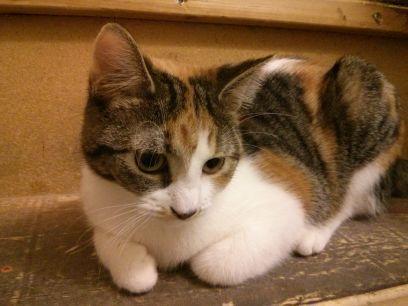 vannghiem's profile picture. 