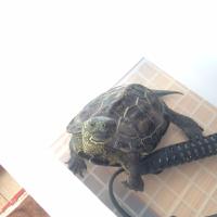 マーイー (@masu214masu) 's Twitter Profile Photo