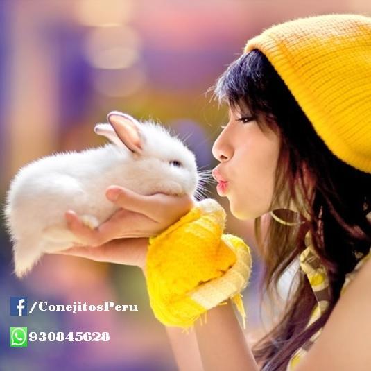 ConejitosPeru's profile picture. Buscanos en facebook como Conejitos Peru