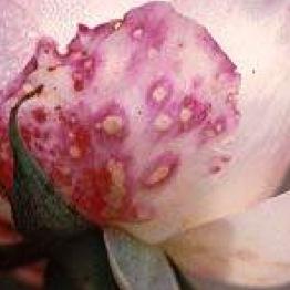 A rose with ebola. A ROSE WITH EBOLA.
