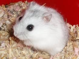 Hamster_Loving's profile picture. Hi! I'm lovingHammy from Hamster hideout! :)