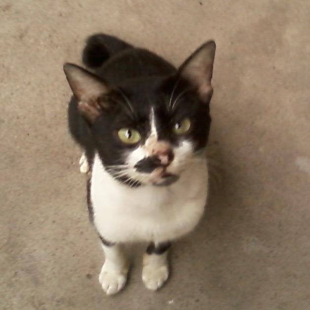 YaSiaKamilanni's profile picture. 