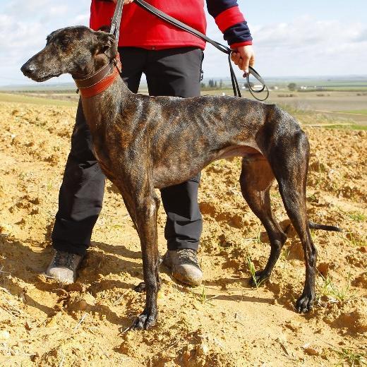 galguerofan's profile picture. Aficionado a los galgos que intenta aportar datos veraces e imparciales sobre este apasionante y tan poco conocido deporte