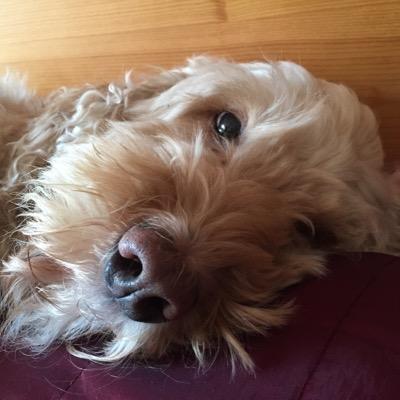 chrispolawski's profile picture. 