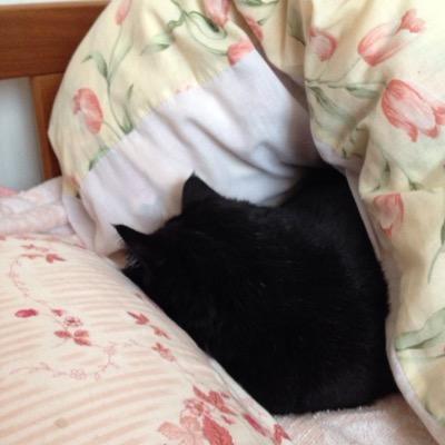 寝ても寝ても寝足りない。常にそんな感じ。